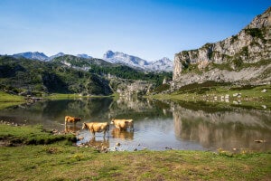 Come raggiungere i laghi di Covadonga