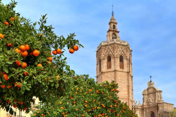 Der Miguelete-Turm und die Kathedrale von Valencia, umgeben von Orangenbäumen