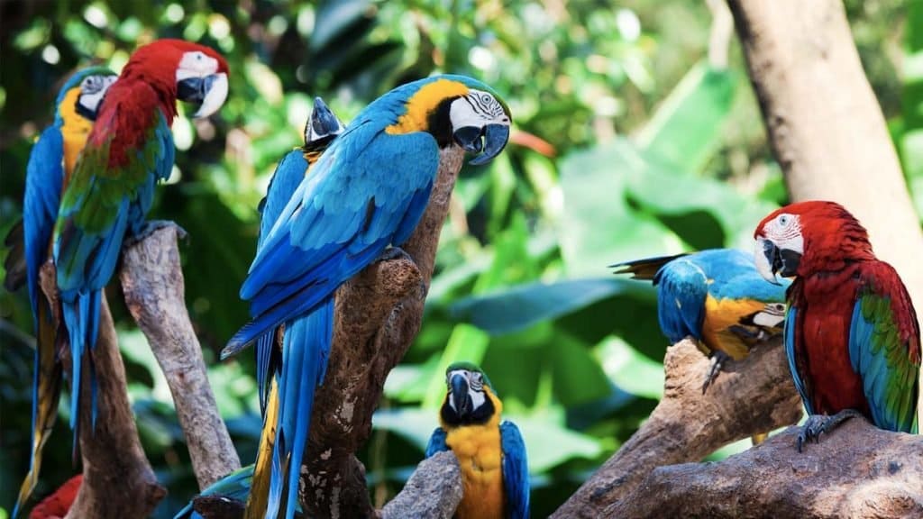 loro-parque1